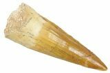 Fossil Spinosaurus Tooth - Real Dinosaur Tooth #363076-1